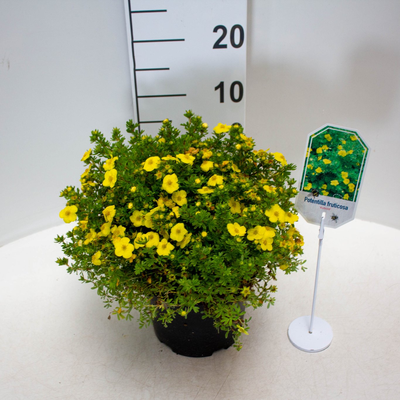 Potentilla f. 'Kobold' - C3 25-30 CM